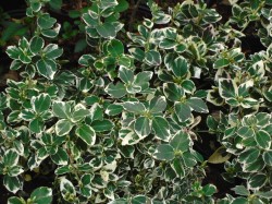 Euonymus fortunei 'Emerald Gaiety'  from Dunwiley Nurseries Ltd., Stranorlar, Co. Donegal.