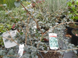 Osmanthus delavyi from  Dunwiley Nurseries Ltd., Stranorlar, Co. Donegal.