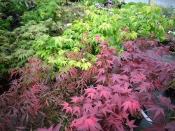 Acer palmatum 'Osakazuki', 'Crimson Princess' & 'Bloodgood ' Japanese Maples from Dunwiley Nurseries Ltd., Stranorlar, Co. Donegal, Ireland