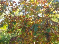 Aesculus carnea 'Briottii' Tree (Autumn Colour) from Dunwiley Nurseries Ltd., Dunwiley, Stranorlar, Co. Donegal, Ireland.