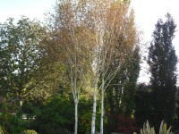 Betula utillis jacquemontii Tree from Dunwiley Nurseries Ltd., Dunwiley,  Stranorlar, Co. Donegal, Ireland.