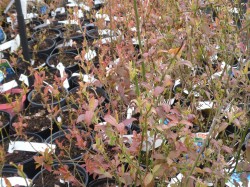 Blueberry Bushes  from Dunwiley Nurseries Ltd., Stranorlar, Co. Donegal, Ireland