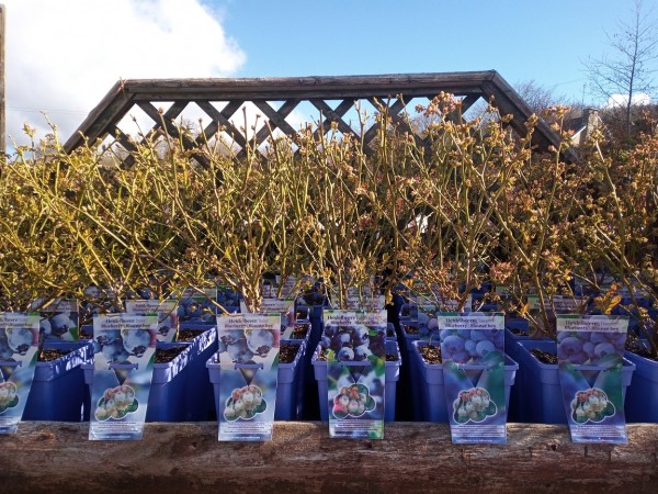 Selection of Blueberries available at Dunwiley Nurseries Ltd, Dunwiley, Stranorlar, Co. Donegal