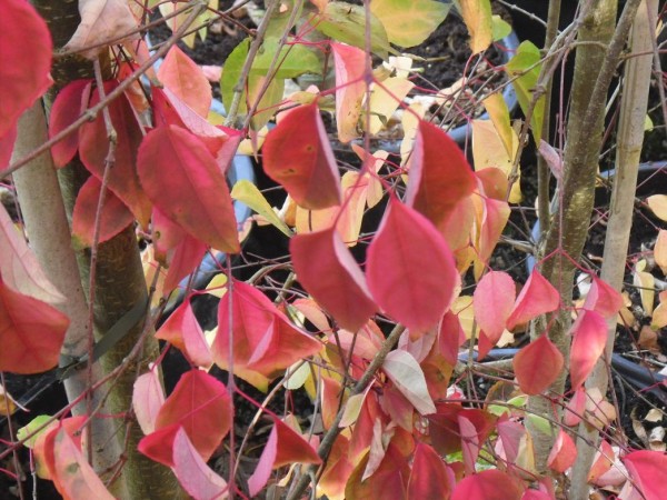Cercidiphyllum japonicum Tree (Autumn Colour) from Dunwiley Nurseries Ltd., Dunwiley, Stranorlar, Co. Donegal, Ireland.