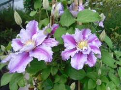 Clematis Piilu available from Dunwiley Nurseries, Stranorlar, Donegal.