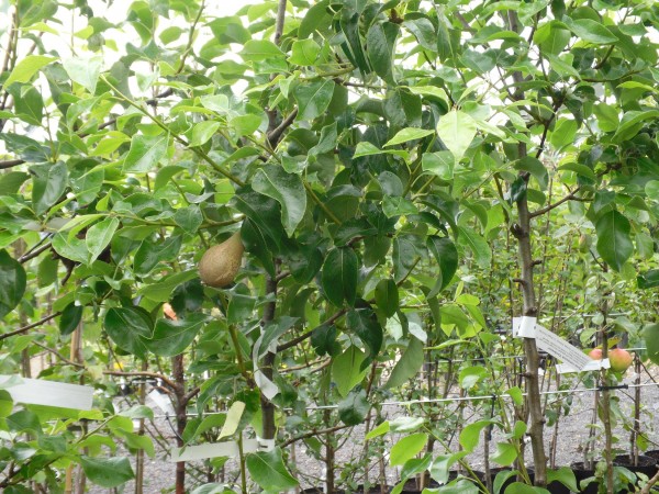 Pyrus communis 'Conference' available from Dunwiley Nurseries, Stranorlar, Donegal.