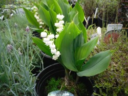 Convallaria majalis 'Flowering Pips' from Dunwiley Nurseries Ltd., Stranorlar, Co. Donegal, Ireland