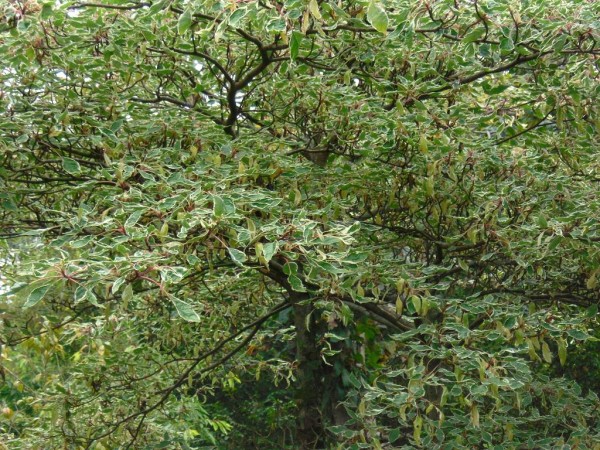 Cornus controversa 'Variegata' Tree from Dunwiley Nurseries Ltd., Dunwiley, Stranorlar, Co. Donegal, Ireland.