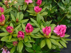 Rhododendron 'Cosmopolitan' from Dunwiley Nurseries Ltd., Stranorlar, Co. Donegal, Ireland