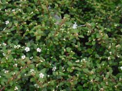 Cotoneaster suecicus 'Coral Beauty'  from Dunwiley Nurseries Ltd., Stranorlar, Co. Donegal.