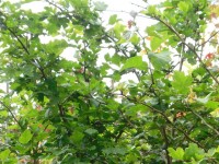 Crataegus laevigata 'Paul Scarlet' Tree from Dunwiley Nurseries Ltd., Dunwiley, Stranorlar, Co. Donegal, Ireland.