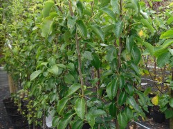 Pyrus communis 'Doyenne du Comice' available from Dunwiley Nurseries, Stranorlar, Donegal.