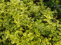 Euonymus fortunei 'Canadale Gold' from Dunwiley Nurseries Ltd., Stranorlar, Co. Donegal.