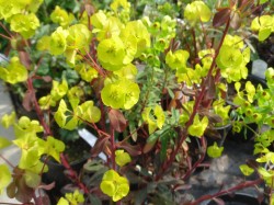 Euphorbia amygdeloides 'Purpurea' from Dunwiley Nurseries Ltd.,Stranorlar, Co. Donegal, Ireland