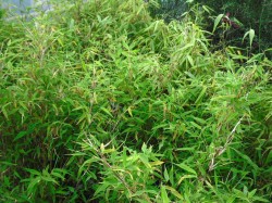 Fargesia murieliae & rufa (Bamboo) from Dunwiley Nurseries, Co. Donegal, Ireland