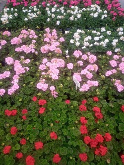 Selection of Geraniums available at Dunwiley Nurseries Ltd, Dunwiley, Stranorlar, Co. Donegal