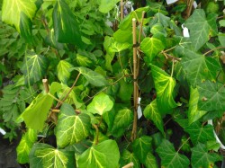 Hedera colchica 'Sulphur Heart' climbers available from Dunwiley Nurseries, Stranorlar, Donegal.