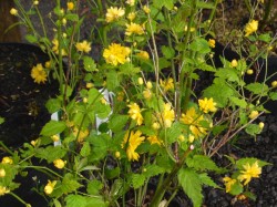 Kerria japonica 'Plenifolia'  from Dunwiley Nurseries Ltd., Stranorlar, Co. Donegal, Ireland