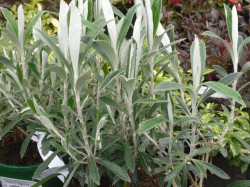 Oleria semidentata  from  Dunwiley Nurseries Ltd., Stranorlar, Co. Donegal.
