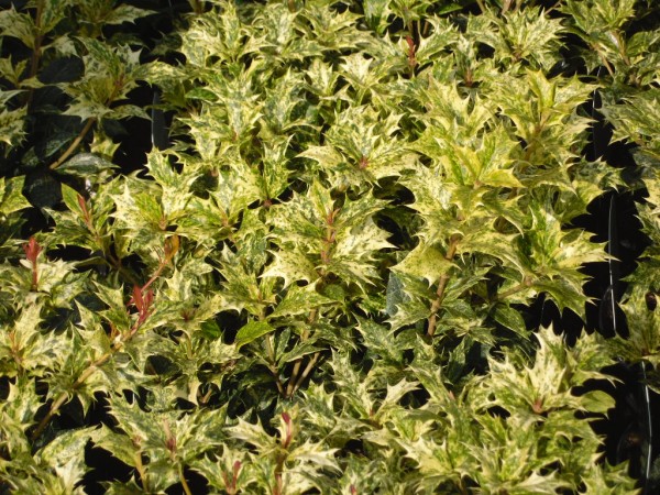 Osmanthus heterophyllus 'Goshiki' Tricolor from  Dunwiley Nurseries Ltd., Stranorlar, Co. Donegal.