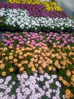 Selection of Osteopermums available at Dunwiley Nurseries Ltd, Dunwiley, Stranorlar, Co. Donegal