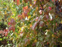 Parrotia persica Tree from Dunwiley Nurseries Ltd., Dunwiley, Stranorlar, Co. Donegal, Ireland.