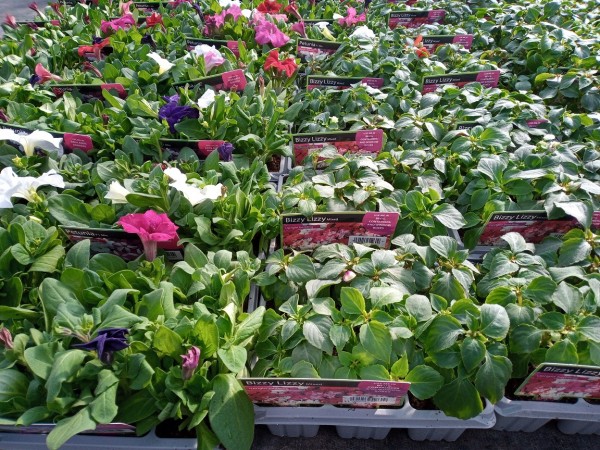 Selection of Summer Bedding Packs available at Dunwiley Nurseries Ltd, Dunwiley, Stranorlar, Co. Donegal