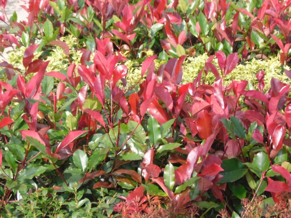 Photinia fraseri 'Red Robin'   from Dunwiley Nurseries Lt.d., Stranorlar, Co. Donegal.