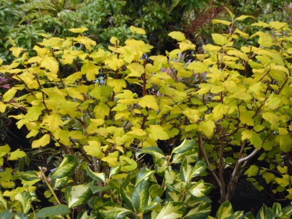 Physocarpus opulifolius 'Darts Gold'  from  Dunwiley Nurseries Ltd., Stranorlar, Co. Donegal.