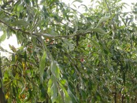 Pyrus salicifolia 'Pendula' Tree from Dunwiley Nurseries Ltd., Dunwiley, Stranorlar, Co. Donegal, Ireland.