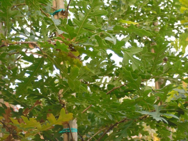 Quercus cercis Tree from Dunwiley Nurseries Ltd., Dunwiley, Stranorlar, Co. Donegal, Ireland.