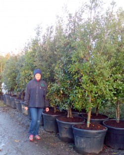 Quercus Ilex (Evergreen Oak) from Dunwiley Nurseries Ltd., Dunwiley, Stranorlar, Co. Donegal, Ireland.