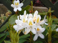 Rhododendron 'Cunninghams White' from Dunwiley Nurseries Ltd., Stranorlar, Co. Donegal, Ireland