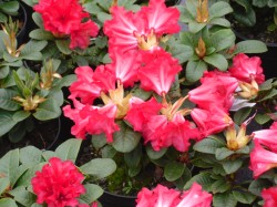 Rhododendron 'Scarlet Wonder' from Dunwiley Nurseries Ltd., Stranorlar, Co. Donegal, Ireland