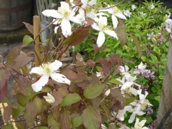 Clematis montana ''Grandiflora' available from Dunwiley Nurseries, Stranorlar, Donegal.
