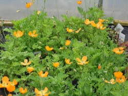 Meconopsis cambrica (Orange Welsh Poppy) from Dunwiley Nurseries, Co. Donegal, Ireland