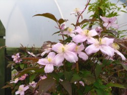 Clematis montana 'Rubens' available from Dunwiley Nurseries, Stranorlar, Donegal.