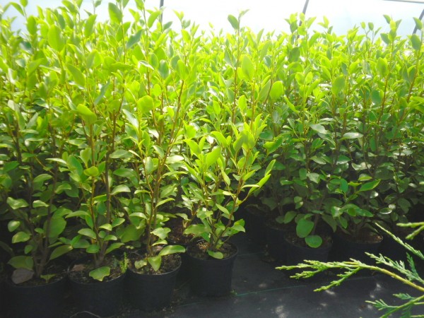 Griselina hedging available from Dunwiley Nurseries, Stranorlar, Donegal.