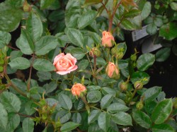 Sweet Dream Roses from Dunwiley Nurseries & Garden Centre, Stranorlar, Donegal.