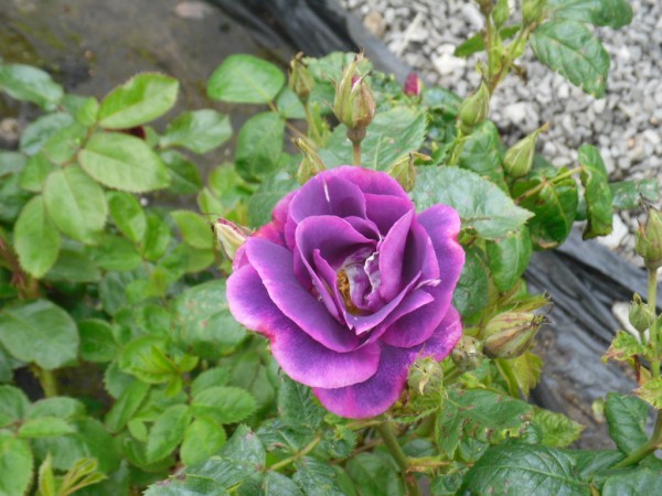 Rhapsody in Blue Roses from Dunwiley Nurseries & Garden Centre, Stranorlar, Donegal.