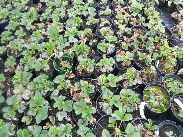 Strawberry Plants  from Dunwiley Nurseries Ltd., Stranorlar, Co. Donegal, Ireland