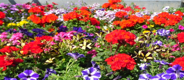 Dunwiley Nurseries, Stranorlar, County Donegal, Ireland - huge range of flowers, plants, hedging, trees and garden products