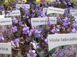 Viola labradorica from Dunwiley Nurseries, Stranorlar, Co. Donegal.
