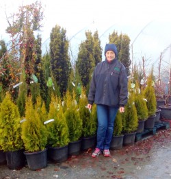 Irish Yew and Thuja occidentalis 'Golden Emerald' from Dunwiley Nurseries Ltd., Dunwiley, Stranorlar, Co. Donegal, Ireland.